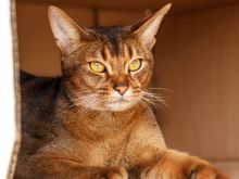 Abbie Cat