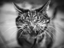 Abbie Cat