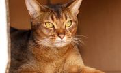 Abbie Cat