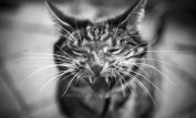 Abbie Cat