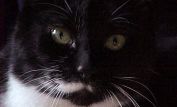 Abbie Cat