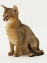 Abbie Cat