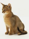 Abbie Cat