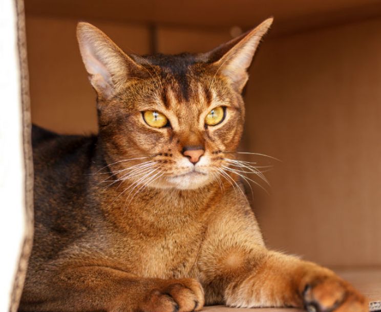 Abbie Cat