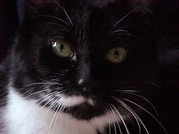 Abbie Cat