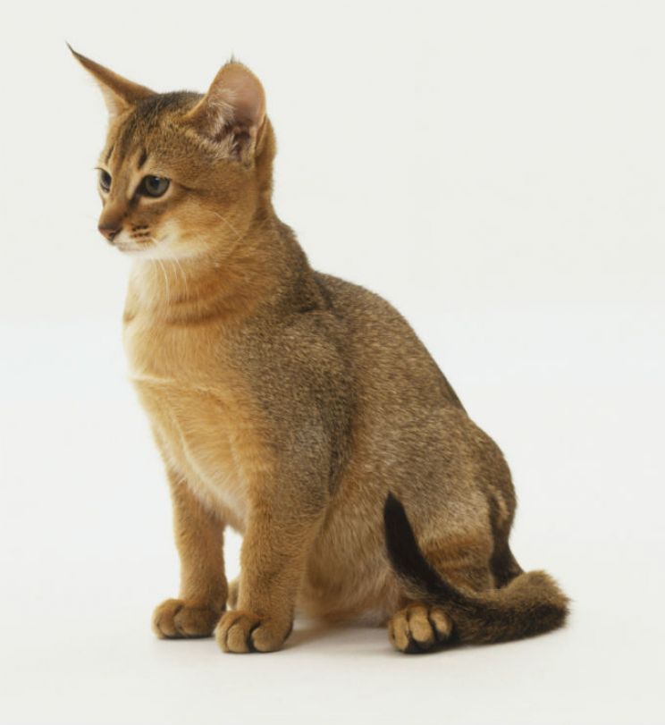 Abbie Cat