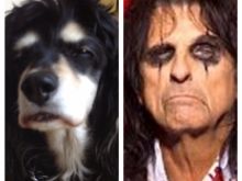 Alice Cooper