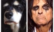 Alice Cooper