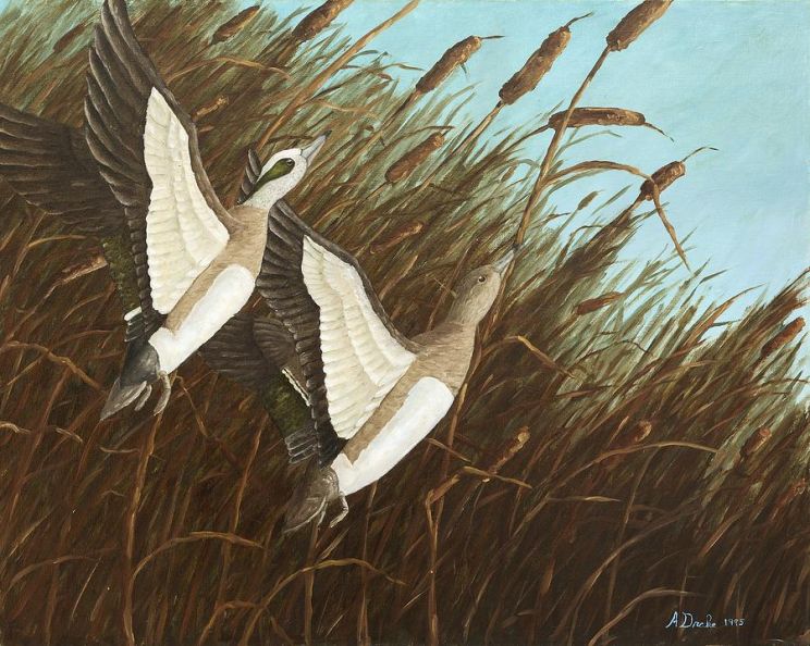 Allan Drake