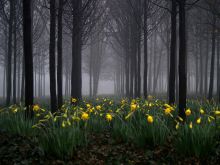 Andy Linden photo