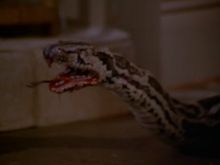 Andy Sidaris #1191911 picture (Landscape Medium)
