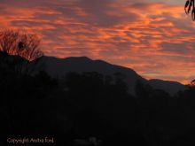 Anitra Ford photo