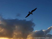 Anitra Ford photo