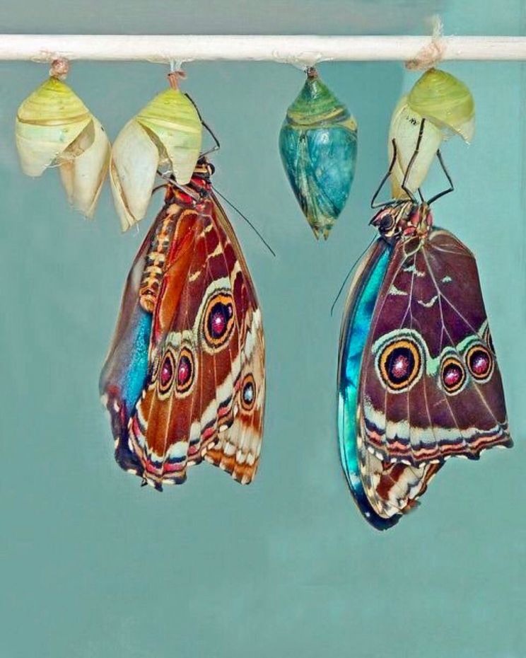 Anne Scottlin