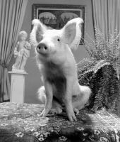 Arnold the Piggy