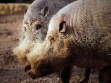 Arnold the Piggy