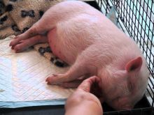 Arnold the Piggy