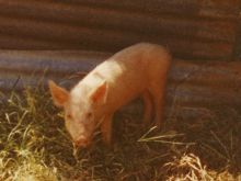 Arnold the Piggy