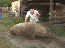 Arnold the Piggy