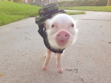 Arnold the Piggy