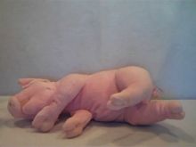 Arnold the Piggy
