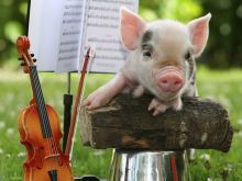 Arnold the Piggy