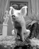 Arnold the Piggy