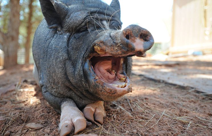 Arnold the Piggy