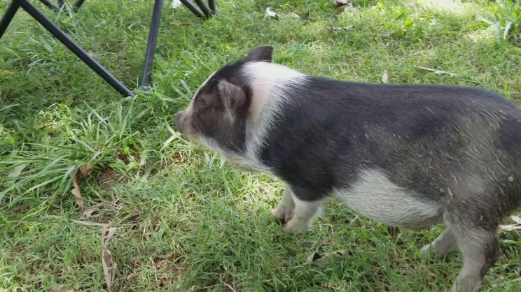 Arnold the Piggy