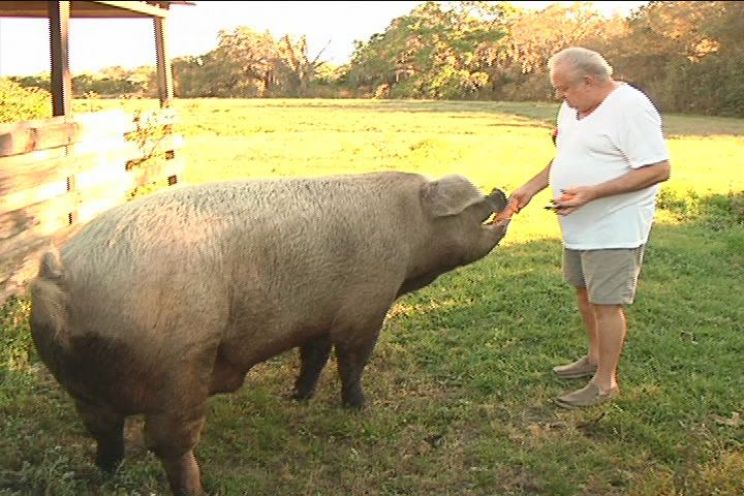 Arnold the Piggy