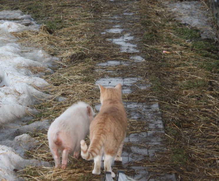 Arnold the Piggy