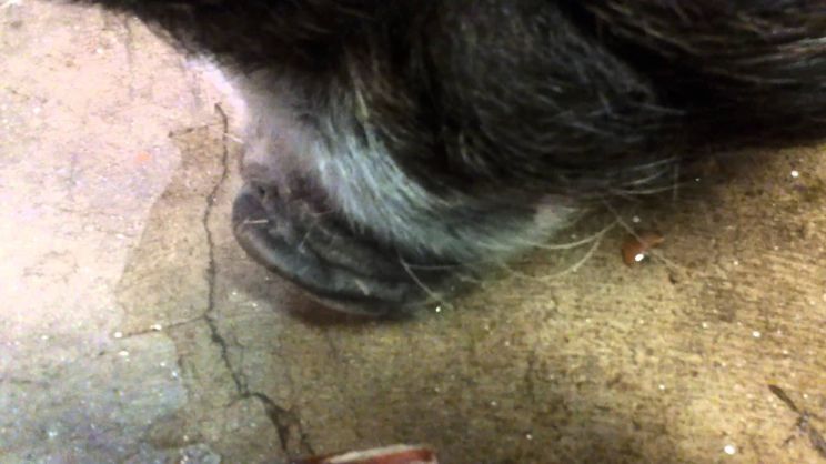 Arnold the Piggy