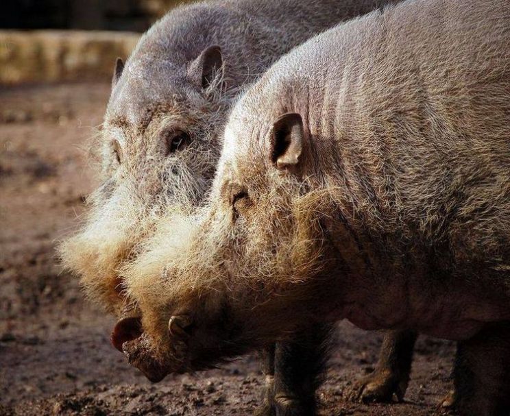Arnold the Piggy