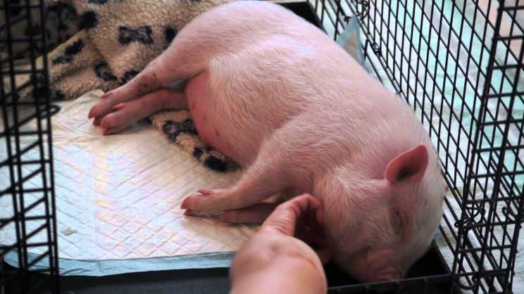 Arnold the Piggy