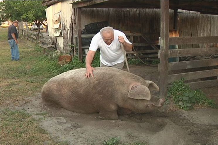 Arnold the Piggy
