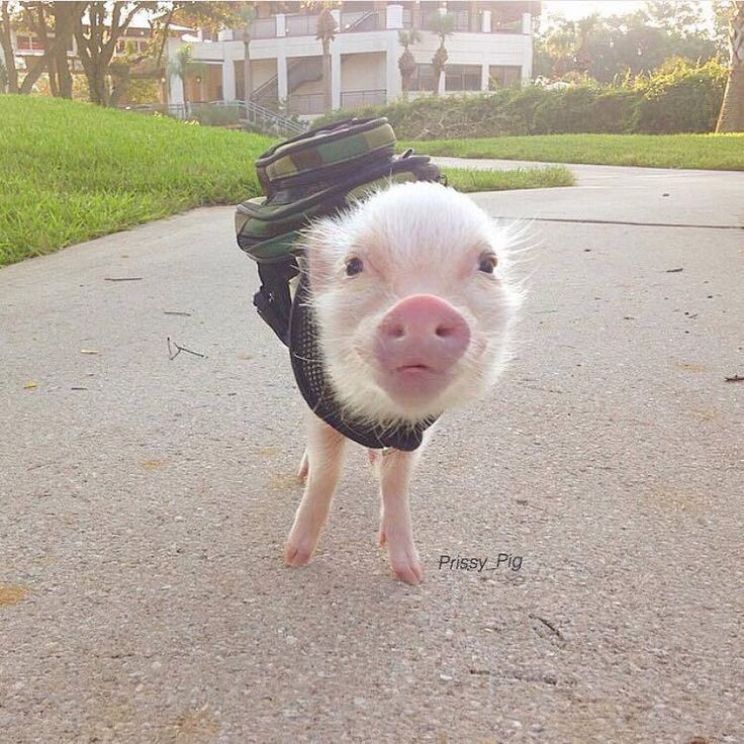 Arnold the Piggy