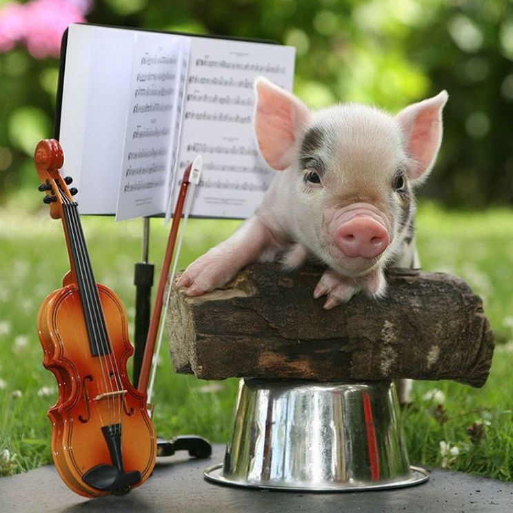 Arnold the Piggy