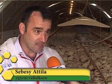 Attila Sebesy