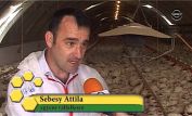 Attila Sebesy