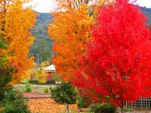 Autumn Victoria