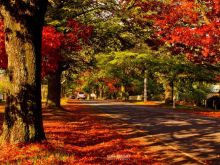 Autumn Victoria