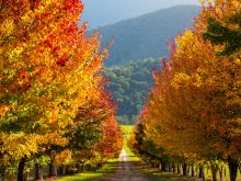Autumn Victoria