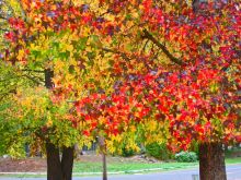 Autumn Victoria