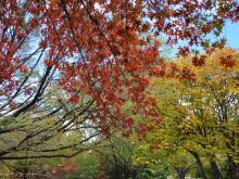 Autumn Victoria