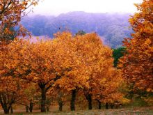 Autumn Victoria
