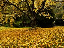 Autumn Victoria