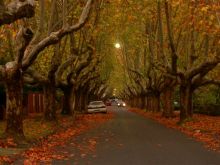 Autumn Victoria