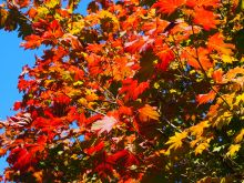 Autumn Victoria