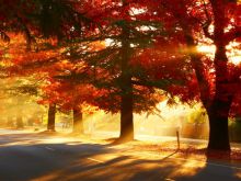 Autumn Victoria