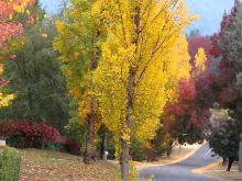 Autumn Victoria